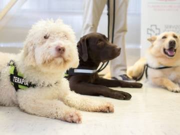 Tres perros participarán en una terpia pionera para ayudar a niños con autismo o daño cerebral 