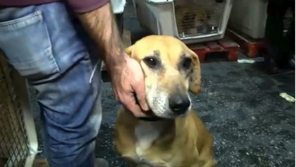 Una mujer no podía elegir qué perro adoptar y decidió comprar todo el refugio 
