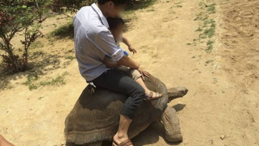Cabalgar sobre tortugas (China)