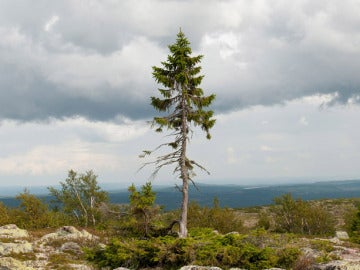 El árbol más antiguo del mundo 