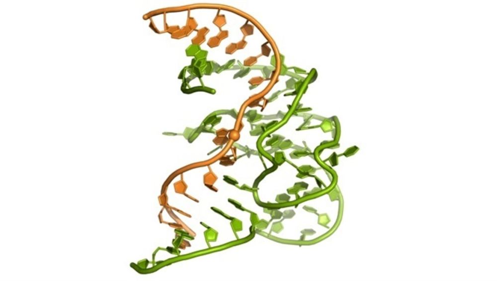 La primera estructura en 3D de la cara enzimática del ADN