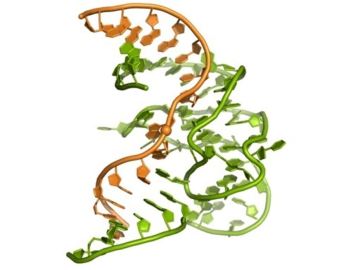 La primera estructura en 3D de la cara enzimática del ADN