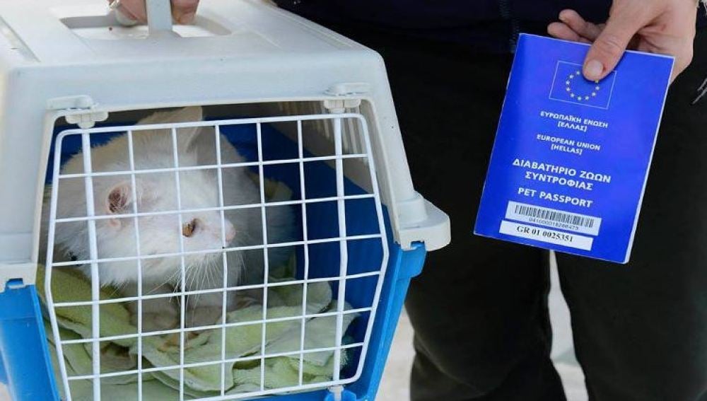 Kunkush, el gato refugiado