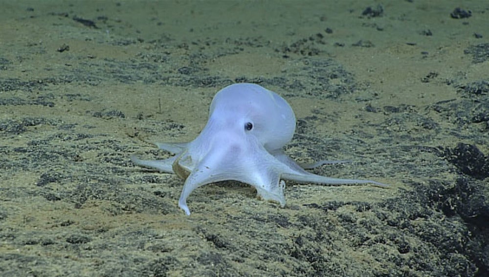 Casper, el pulpo 'fantasma', una nueva especie encontrada en el Océano Pacífico