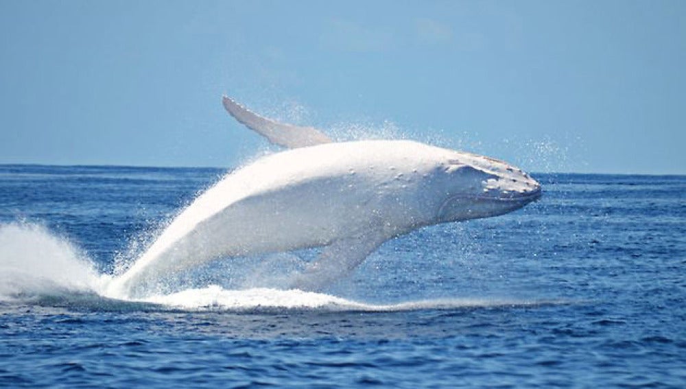 Una ballena albina es avistada en las costas del Pacífico