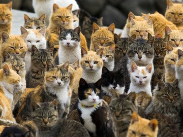 Aoshima, la isla de los gatos Aoshima, la isla de los gatos