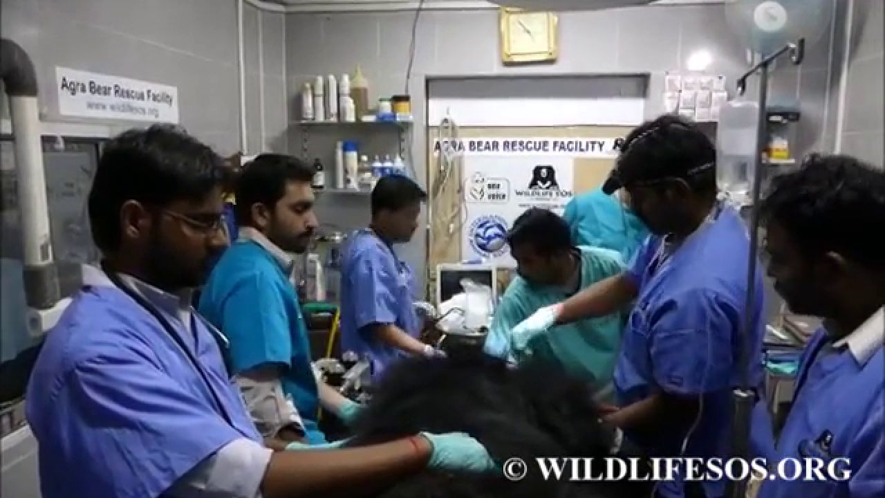 Rescatan a 19 osos maltratados y obligados a bailar en un circo de la India, image size:1280x720