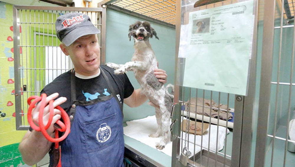 Corte de pelo a los perros más mayores del refugio para ayudarles a encontrar un nuevo hogar