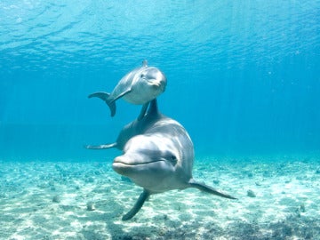 Una hembra de delfín con su cría 