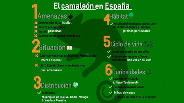 Las amenazas del camaleón en España