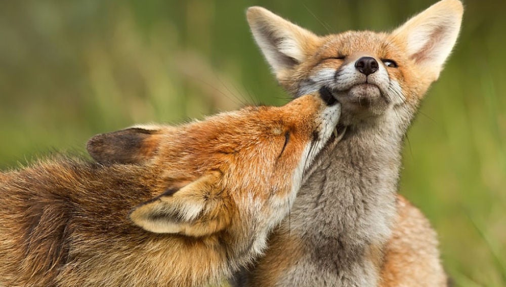 El lado más tierno de los zorros