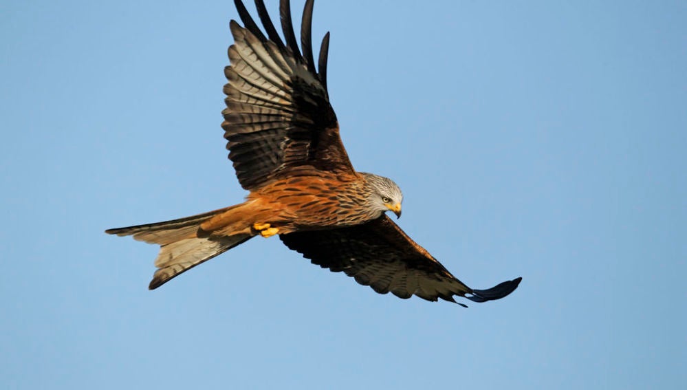 Un ave sobrevuela el Parque Nacional de Monfragüe