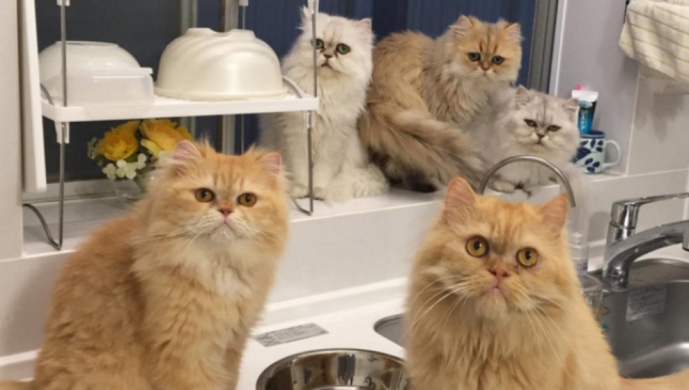 12 gatos viven en un pequeño piso