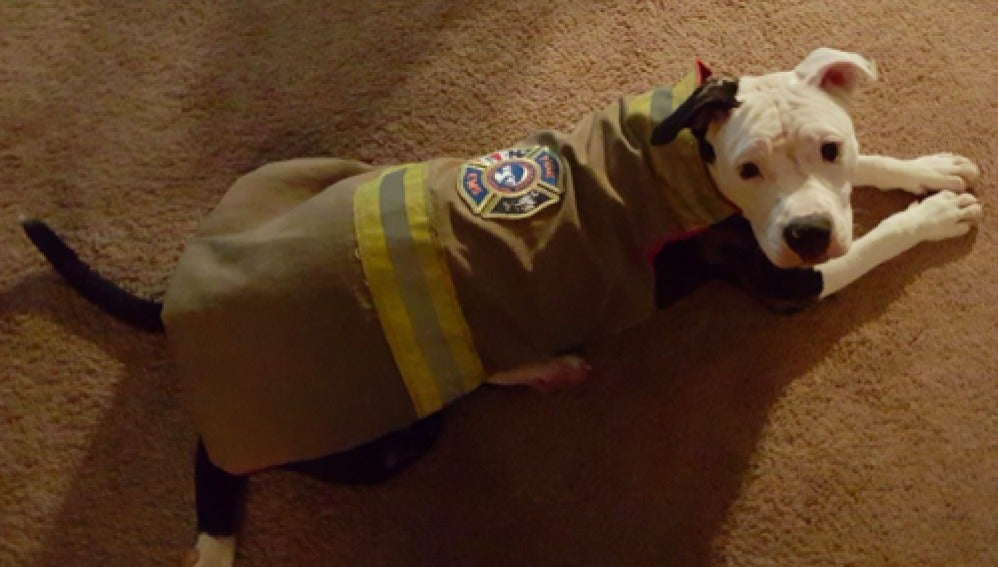 Un perro rescatado de un incendio se convierte en bombero  