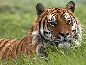 Ejemplar de Panthera tigris 
