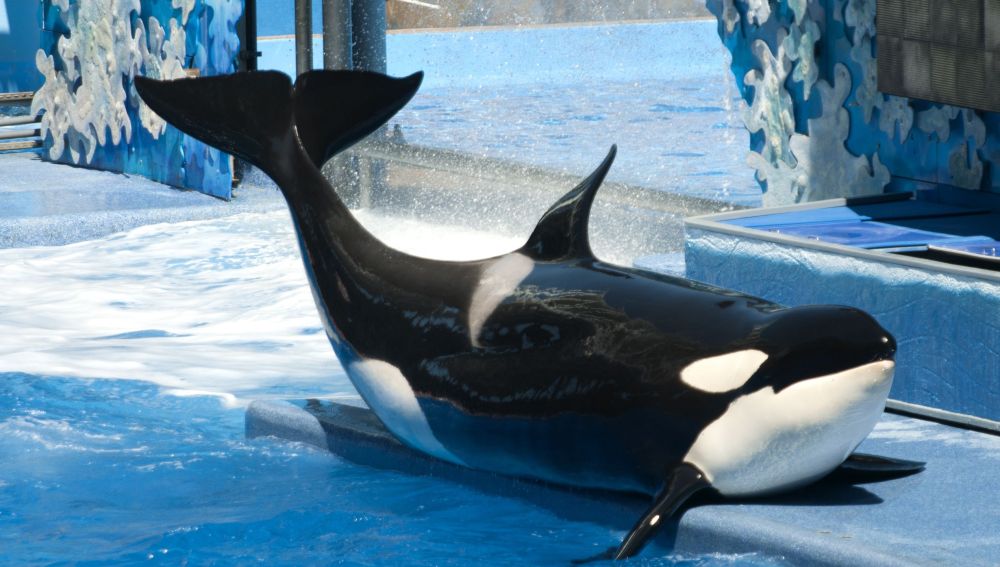 SeaWorld pone fin al programa de reproducción de orcas en cautividad