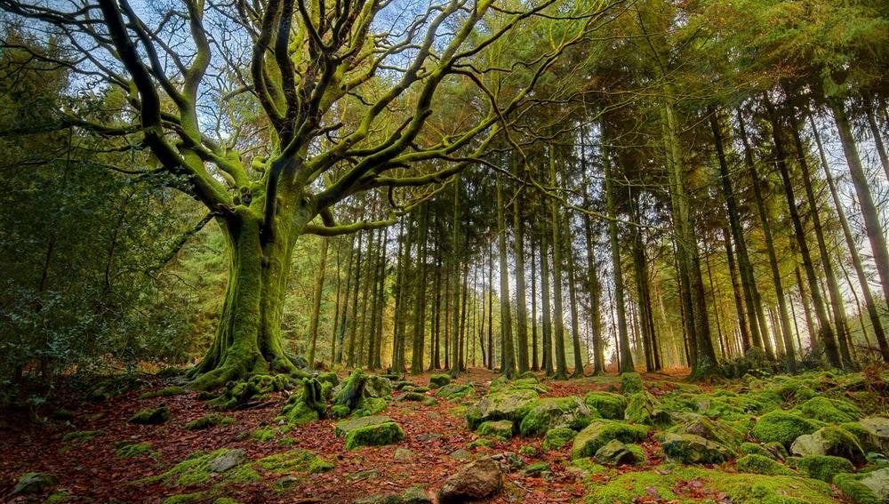 El bosque mágico de Broceliande, Bretaña