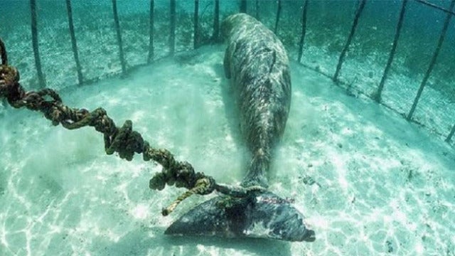 Encuentran dos dugongos que un pescador había enjaulado bajo el mar