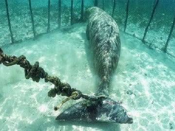 Encuentran dos dugongos que un pescador había enjaulado bajo el mar Encuentran dos dugongos que un pescador había enjaulado bajo el mar