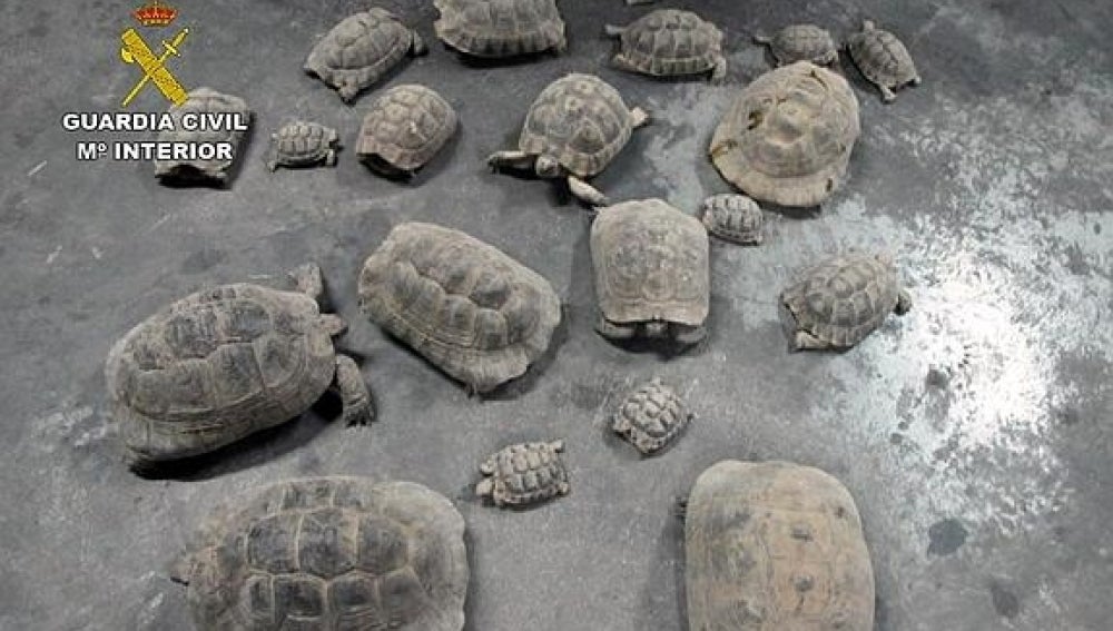 Incautan una veintena de tortugas moras en una finca de Lorca 