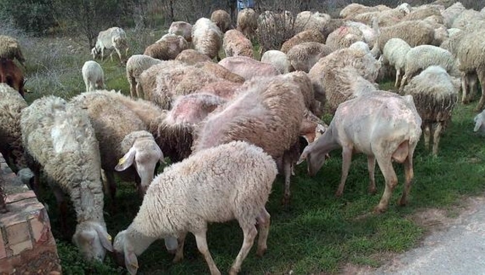 Las ovejas, desnutridas y enfermas tras el abandono.