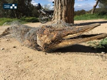 La Policía de Madrid encuentra el cadáver de un posible delfín en Casa de Campo La Policía de Madrid encuentra el cadáver de un posible delfín en Casa de Campo