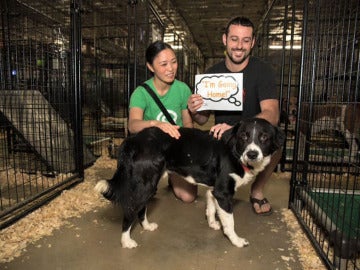 Un evento de adopción de animales consigue que 524 perros y gatos encuentren un nuevo hogar 