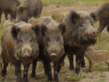 13 afectados por trisquinosis al comer carne de jabalí de una cacería 