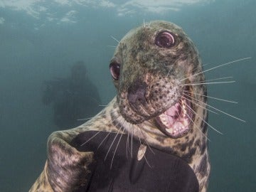 Conoce a la foca más simpática del Océano Atlántico