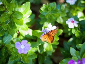 Las plantas podrían generar electricidad para tu casa 