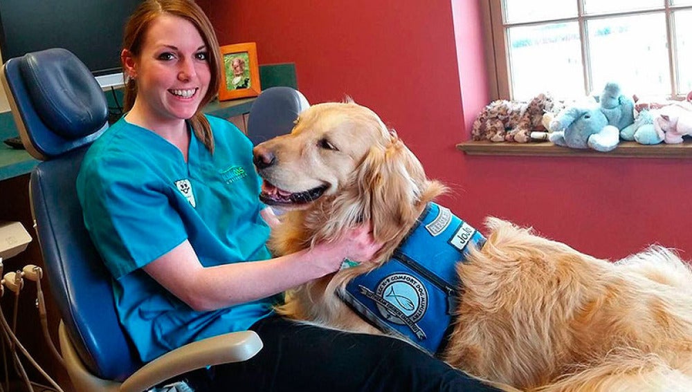 Jojo, el perro que ayuda a calmar a los niños en la consulta del dentista 
