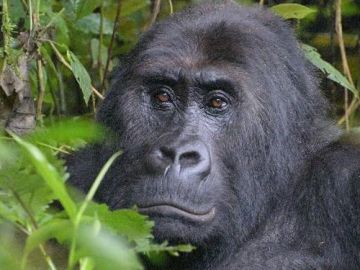 El gorila más grande del mundo podría extinguirse en poco tiempo 