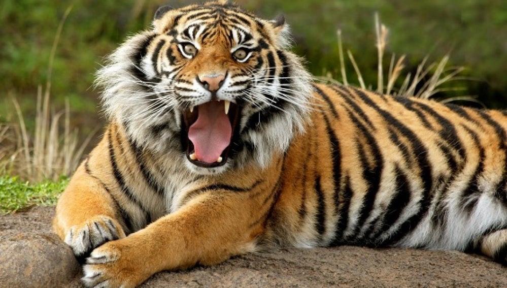 El número de tigres podría duplicarse en 2022