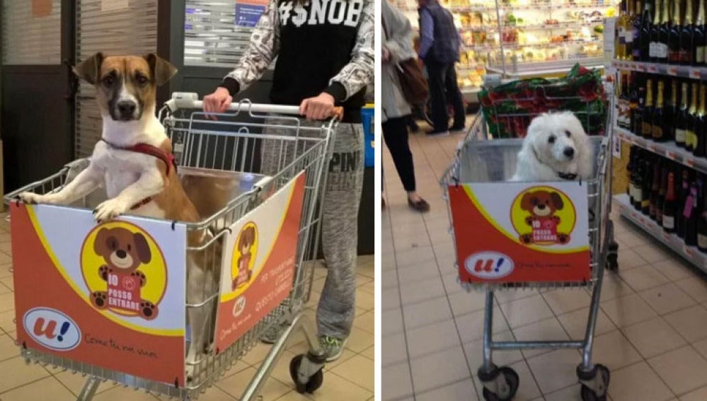Un supermercado adapta sus carros para que los perros puedan acompañar a sus dueños a hacer la compra 