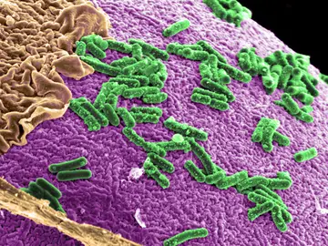 Bacterias intestinales Bacterias intestinales