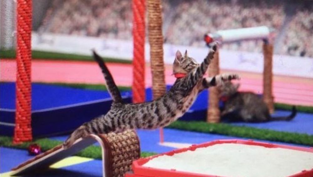 Llegan los Juegos Olímpicos para gatos, una iniciativa solidaria para fomentar la adopción