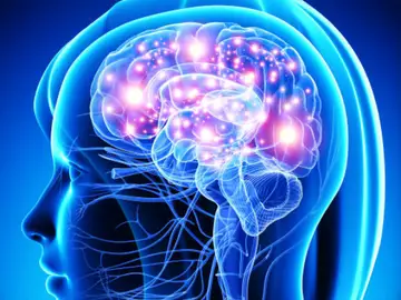 Cerebro Cerebro