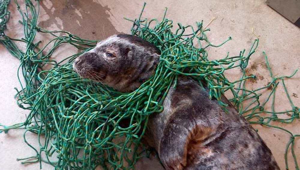La foca que fue encontrada enredada en una red de pesca 