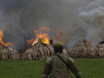 Kenia quema 105 toneladas de marfil para combatir el narcotráfico