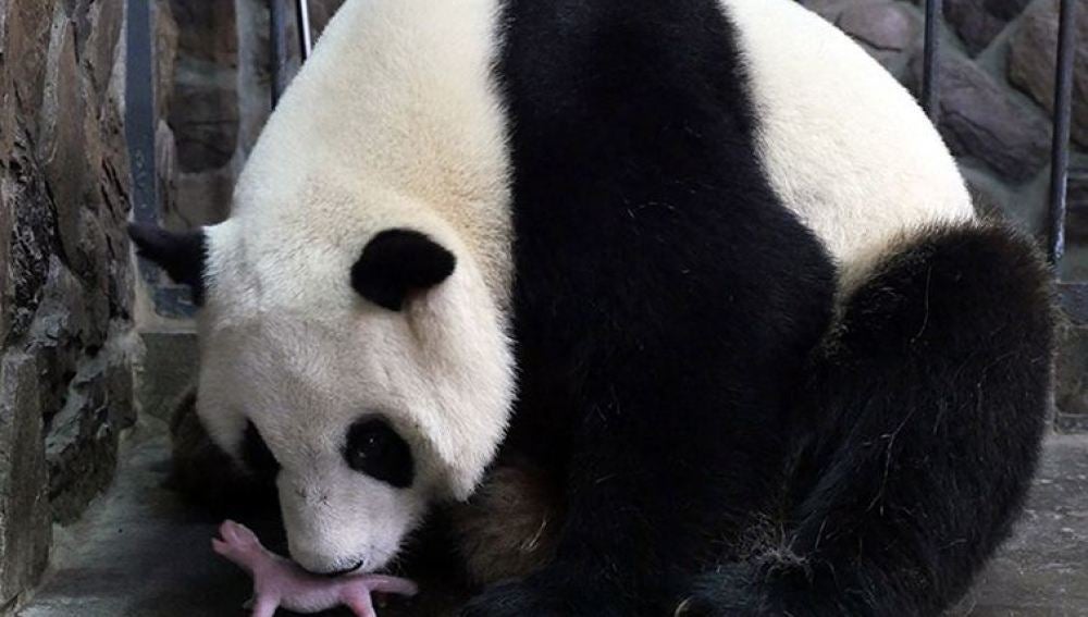 Nace la primera cría de oso panda gigante de 2016