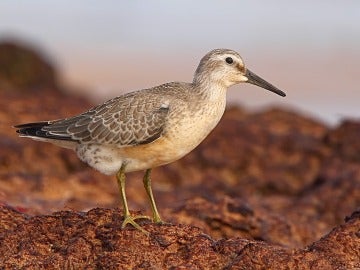 El deshielo del Ártico amenaza la supervivencia de una especie de aves El deshielo del Ártico amenaza la supervivencia de una especie de aves