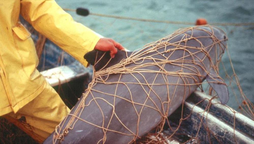 Una vaquita marina atrapada en las redes de pesca