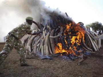 Kenia quema 105 toneladas de marfil confiscado
