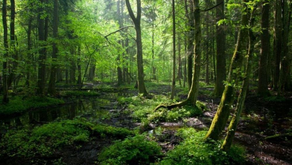 Bosques Bialowieza, Polonia 