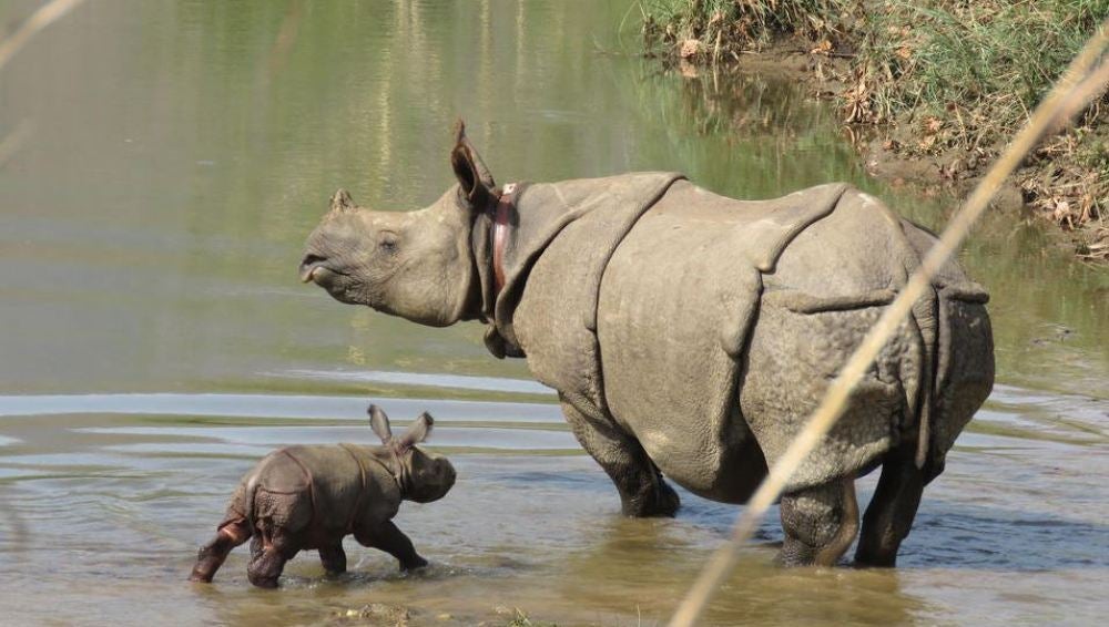 El rinoceronte recién nacido con su madre