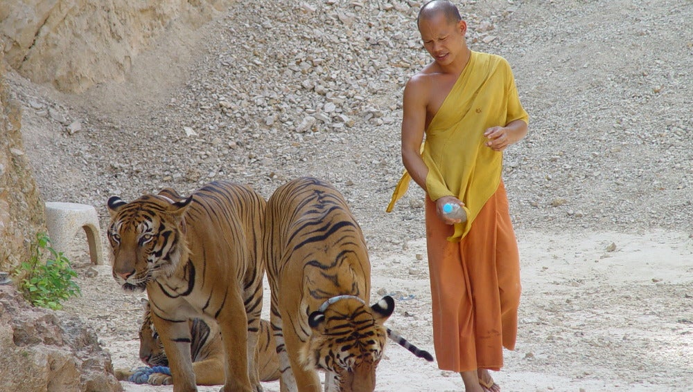 Descubren 40 crías muertas de tigre en un templo de Tailandia