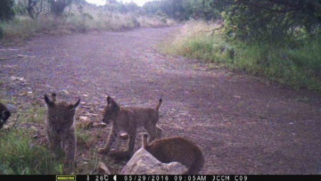 Nace la primera camada de lince ibérico en Sierra Leona