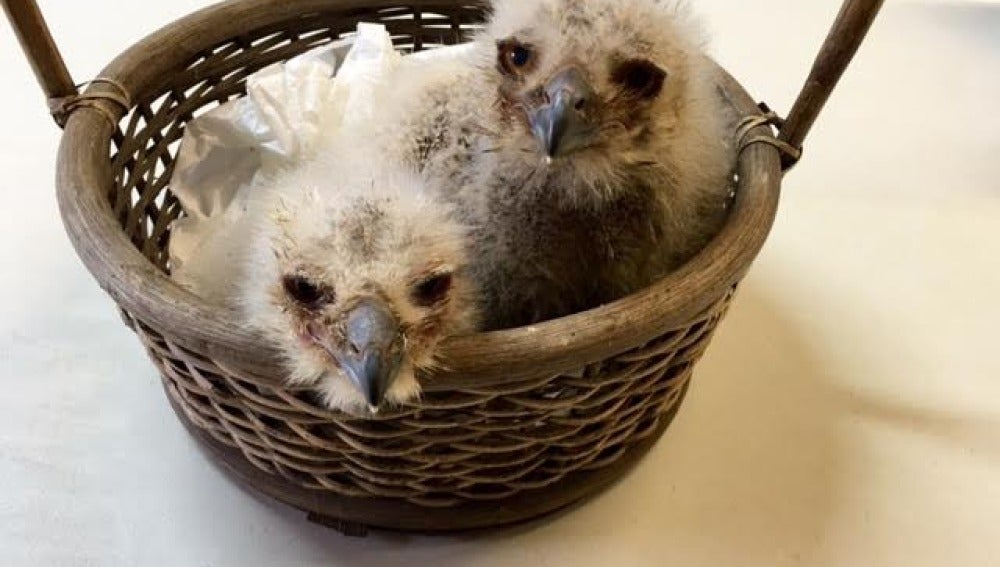 Una pareja de búhos adopta dos polluelos de águila en el Zoo de Oviedo