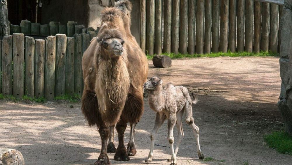 El Zoo de Chicago da la bienvenida a una cría de camello recién nacida