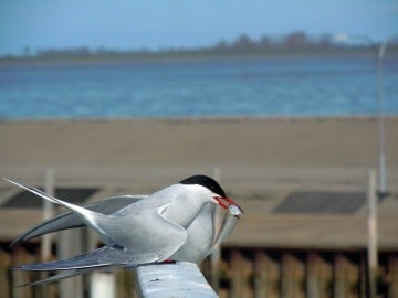 Aves marinas